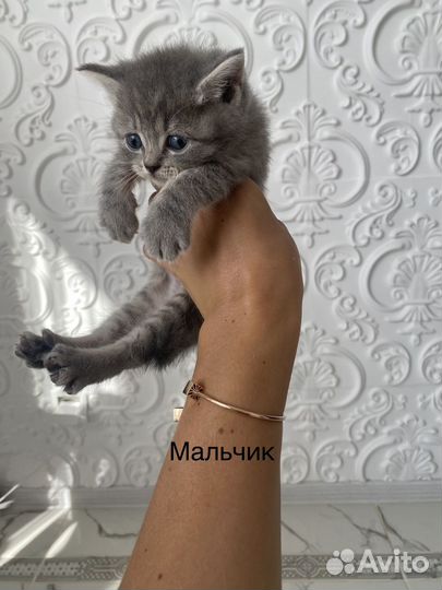 Шотландские котята