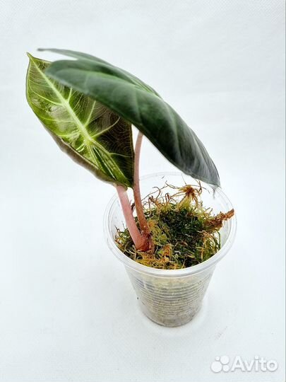 Алоказия пинк дракон