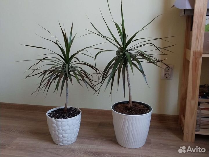 Драцена большая 2 шт