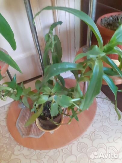 Растение золотой ус