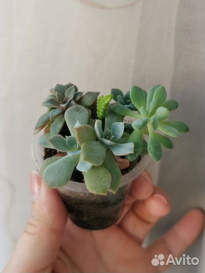 Суккуленты