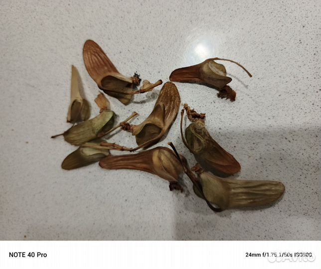 Коробочки бегоний