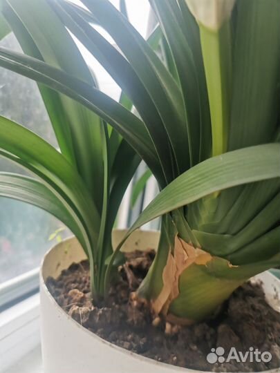 Кливия цветущая