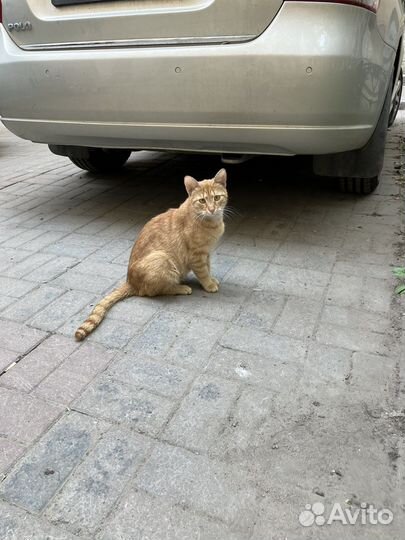 Рыжая кошка девочка