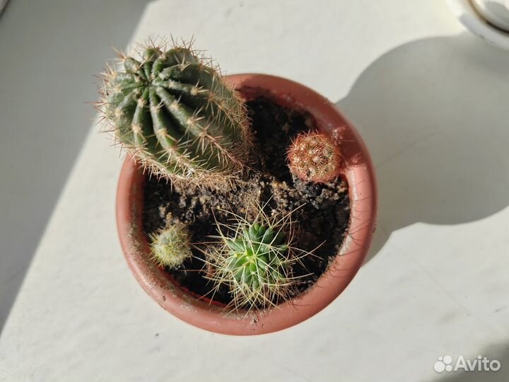 Кактусы детки