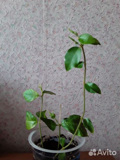 Жасмин,акалифа,инжир