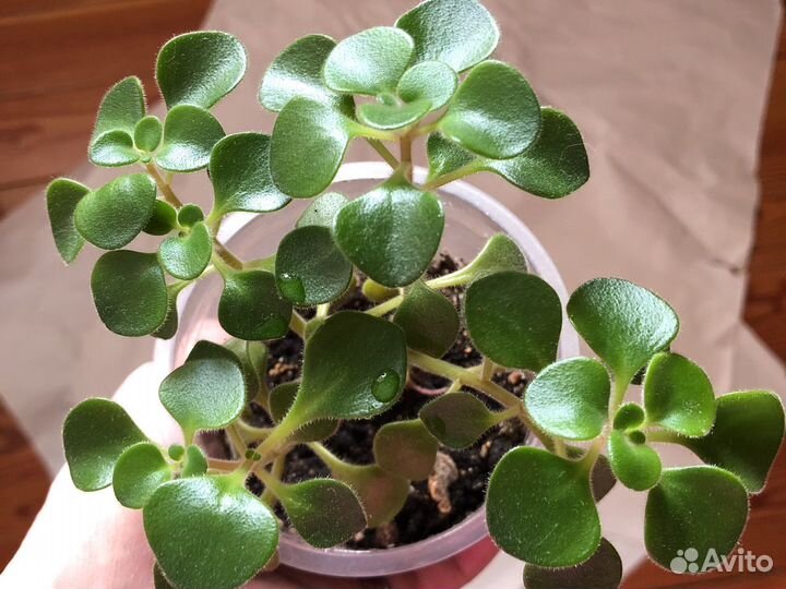 Аихризон дерево любви и счастья