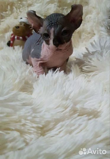 Канадский сфинкс