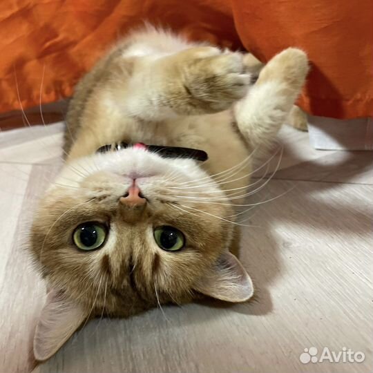 Кошка британская золотая шиншилла