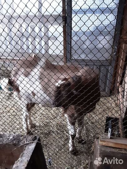 Козел ламанча