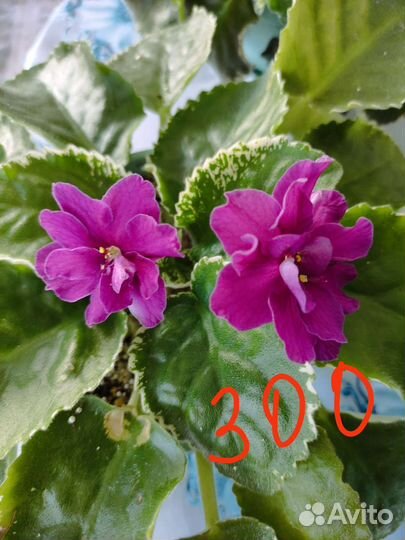 Фиалка в горшках