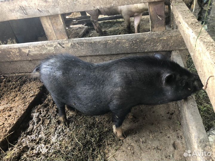 Свинья вьетнамская