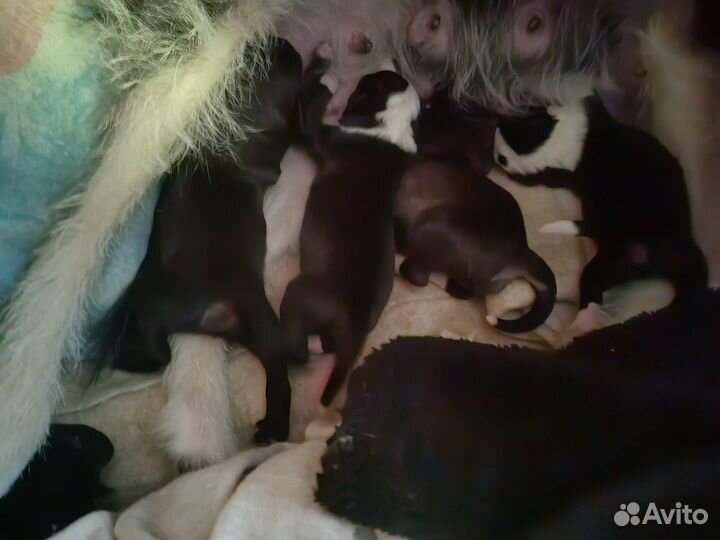 Щенки