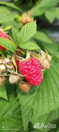 Малина саженцы красная 4сорта