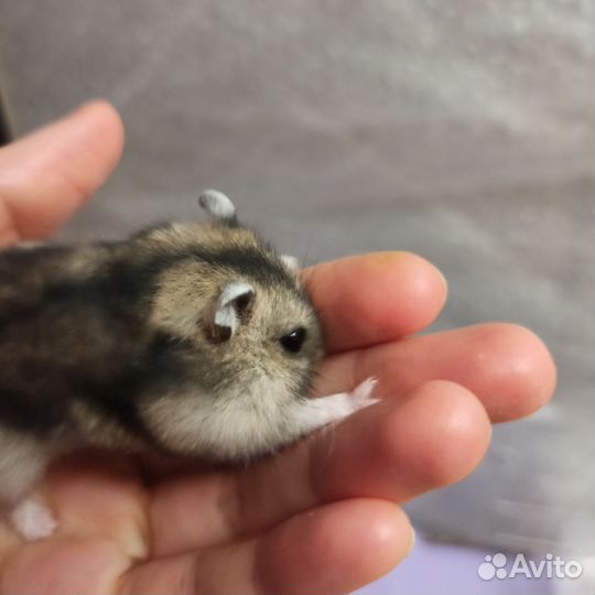 Клетка для грызунов большая