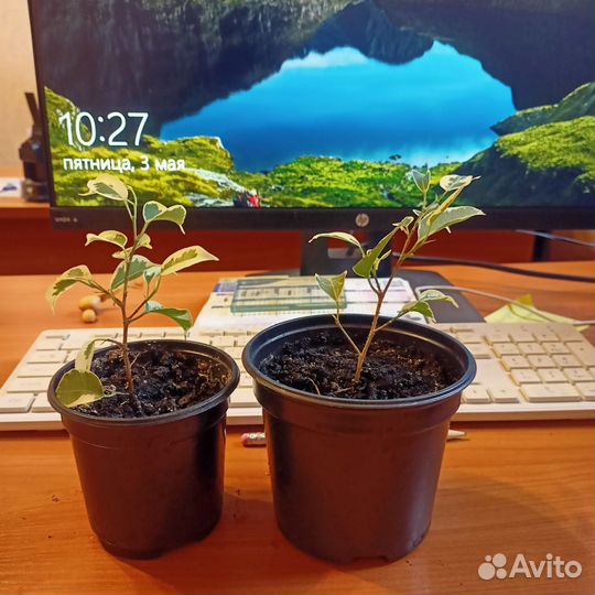 Фикус бенджамина пестролистный