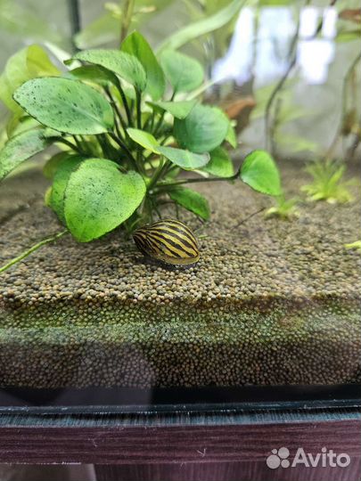 Улитка неретина зебра