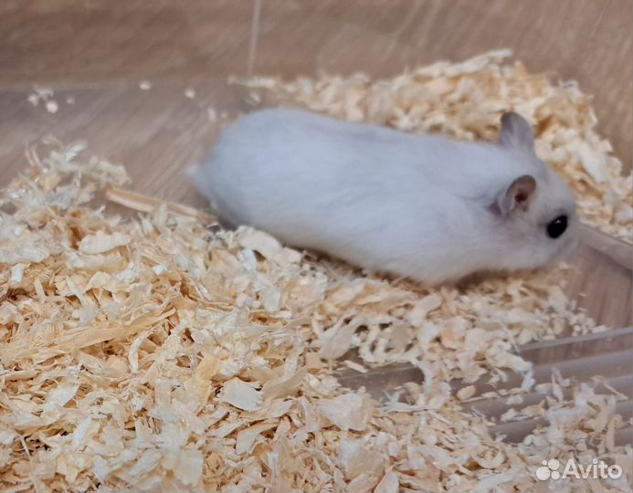 Джунгарские хомячки