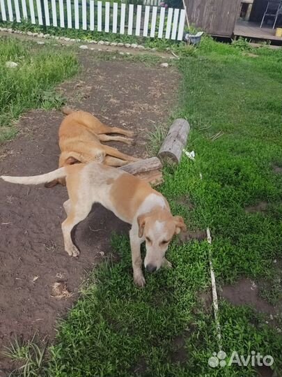 Собаки бесплатно