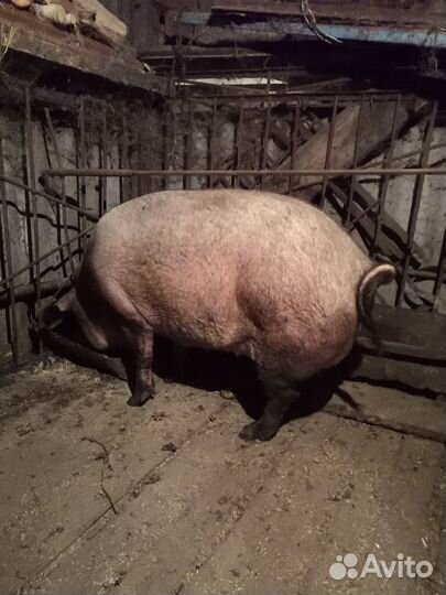 Продам на мясо свиноматку