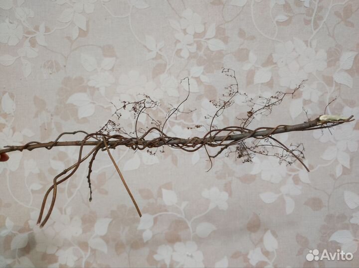 Сухоцветы для творчества