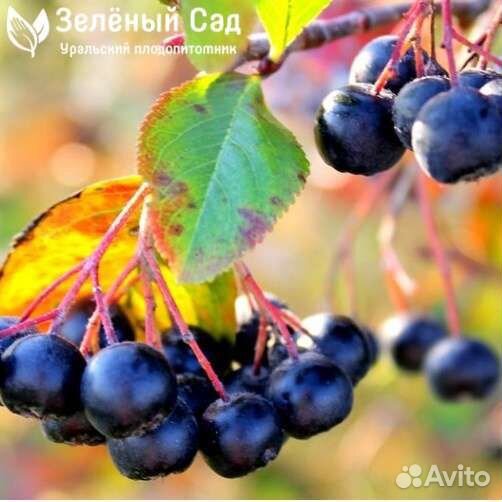 Саженцы черноплодной рябины