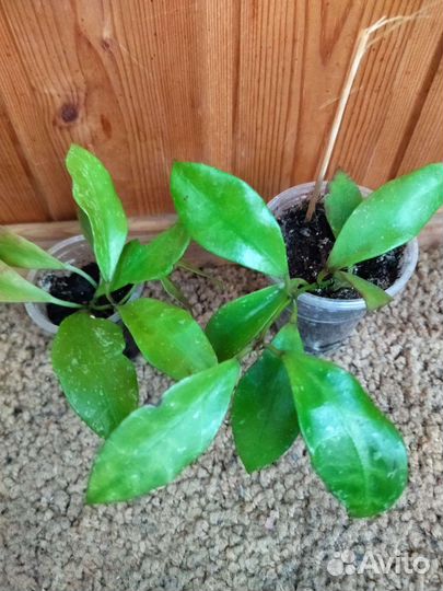 Хойя media picta,walliniana