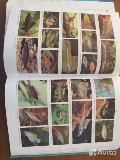 Энциклопедия 