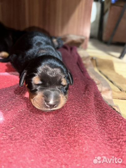 Щенки добермана