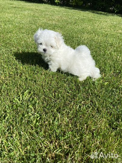 Щенки мальтийской болонки mini Maltese baby face