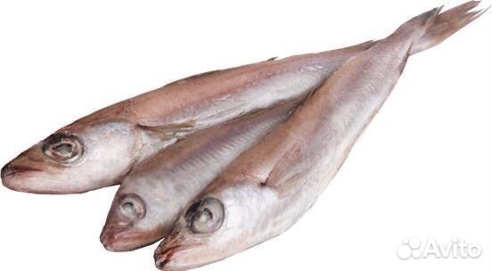 Рыба Путассу 25+ свежемороженая
