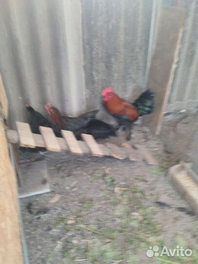 Куры петухи