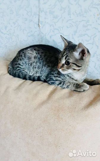 Кот в добрые руки