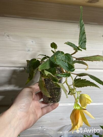 Бегония белекония