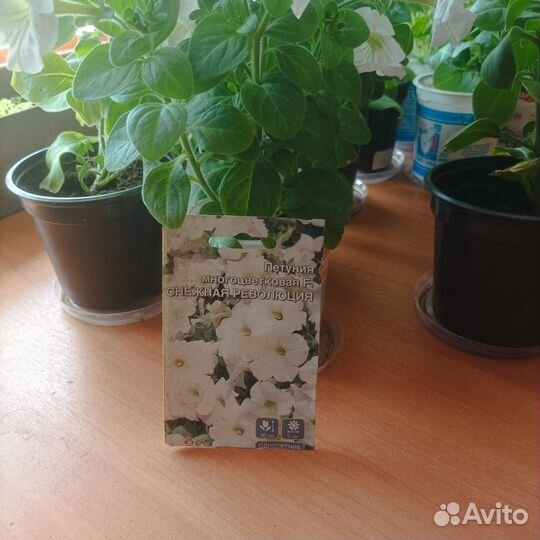 Петуния многоцветковая