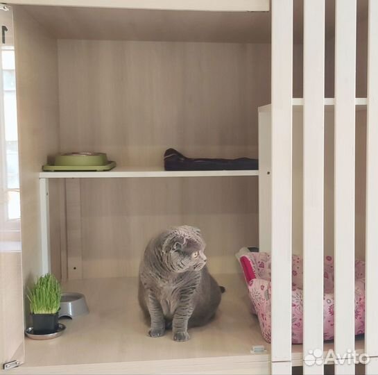 Передержка кошек, небольших собак, грызунов, птиц