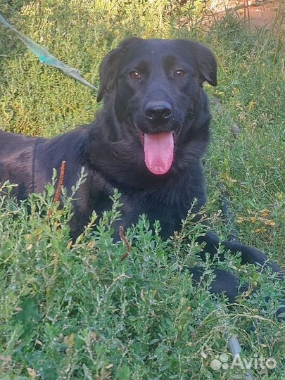 9 месяцев щенок собака