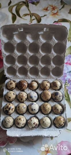 Яйца перепелиные