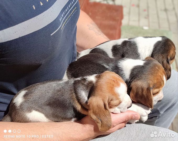 Мини Бигль щенки