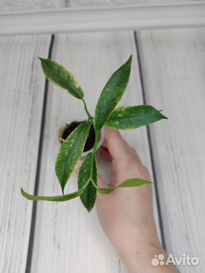 Хойи пахиклада альбомаргината, кенеджиана вар