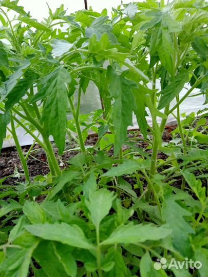 Рассада помидор