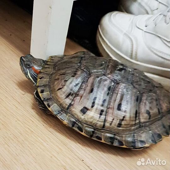 Красноухая черепаха 5-7 лет с доставкой