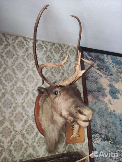 Чучело головы оленя
