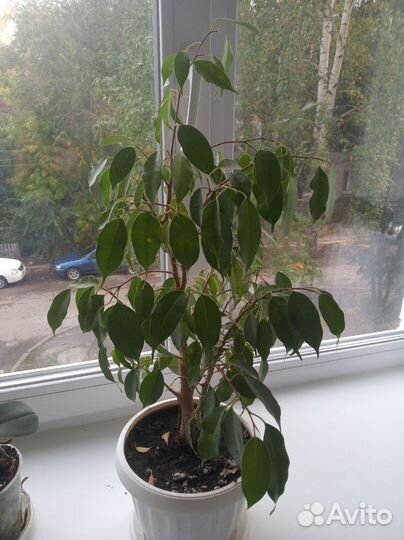 Фикус бенджамина