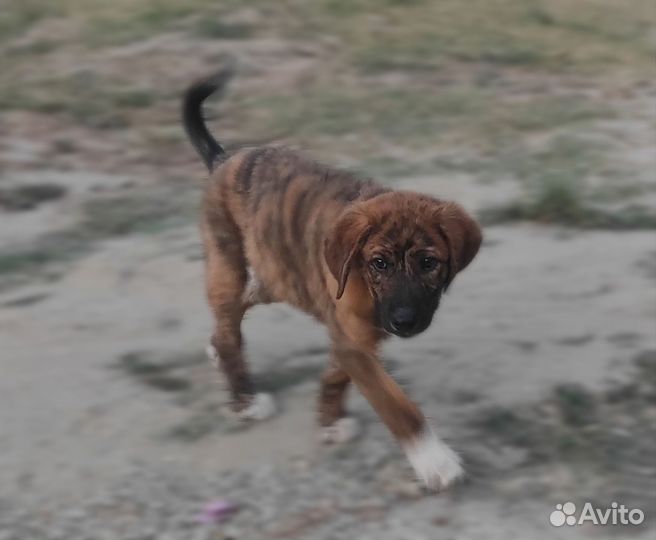 Щенок мальчик