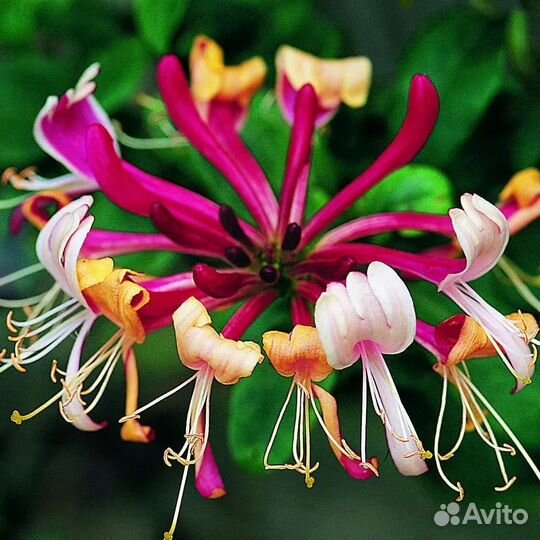 Жимолость серотина