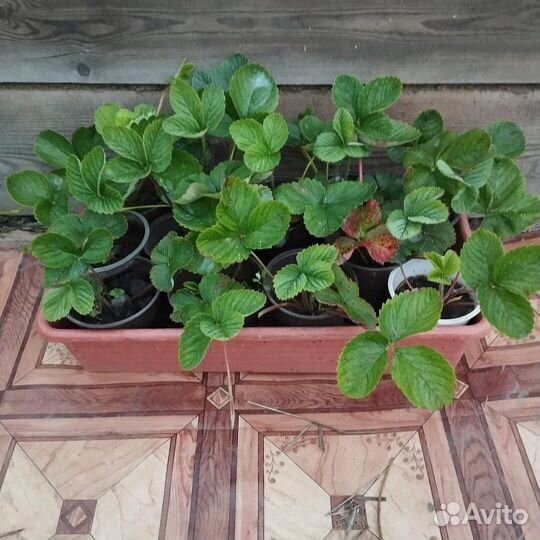 Рассада, банки