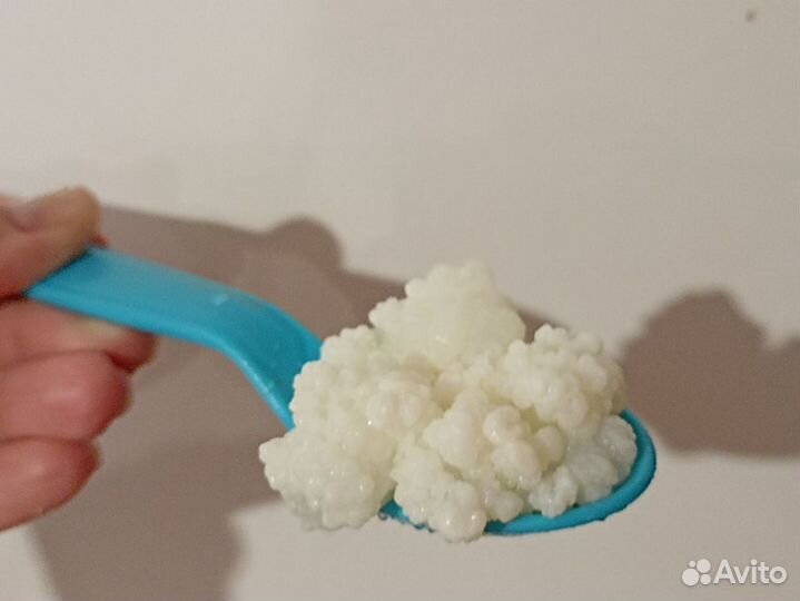 Тибетский молочный кефирный гриб(зооглея)