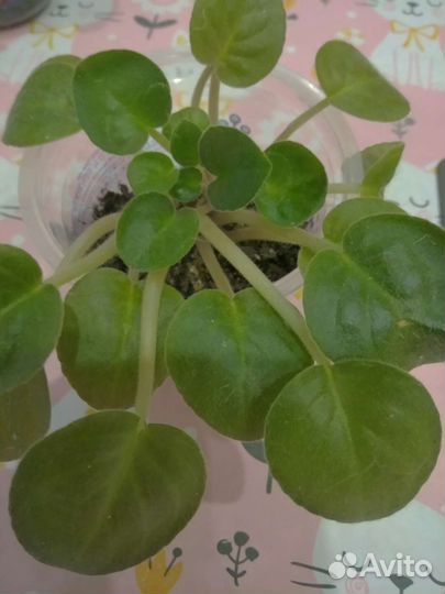 Сортовые фиалки