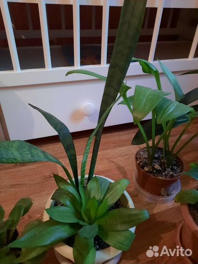 Комнатные цветы